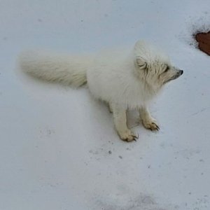 Arctic Fox