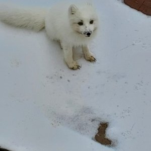 Arctic Fox North Slope Alaska