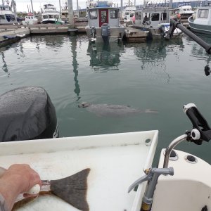 Media 'Checking out the guy cleaning the King.
OOPS!! with the reading glasses it appears to be a small Halibut!!' in album 'The fight (2006) He actually got to fight it twice, after dad barely stuck it with the harpoon the first attempt, right back to 220'! &#128514;&#129315;&#128077;'