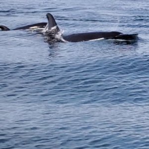 Mobbed by a pod of Orcas on the way in from Halibut fishing