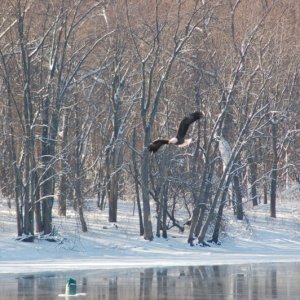 Eagles like the year round open water out front