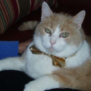 Dougan