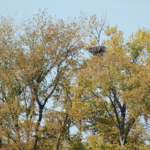 Eagles nest on Mississippi near Hastings,MN.
