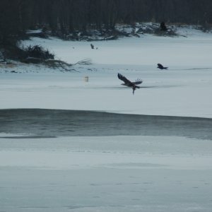 eagle scavenging mallard