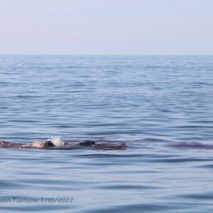 IMG 4279 swjf