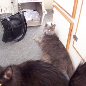 Cat Day 1