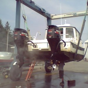 Napoleon in sling for mid-season washdown August 2009