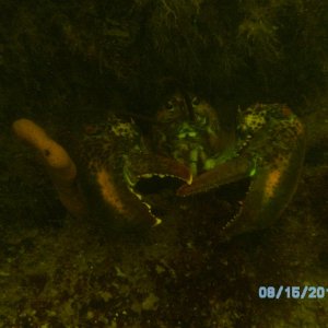 Lobster off Three and a Half Fathom Ledge (off Boston).