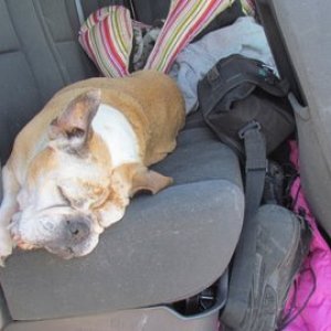 Lucy a 14 year old Bulldog back in the truck for the ride home. She does fine on our trips together in the boat but likes the back seat of the truck the best.