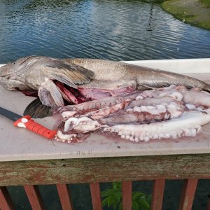 Media '65 lb Octoling gut pile' in album 'Ling with headache'