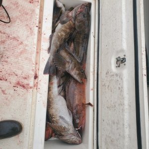 17 lb ling