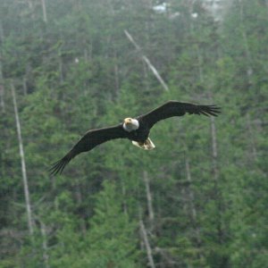 One of a mating pair of Bald Eagles in Waddington Bay.