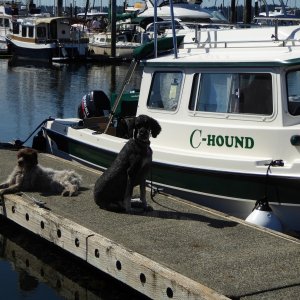 The hounds of C-Hound