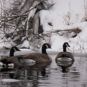 Media 'Geese seemed happy' in album 'Boathouse doorway.'