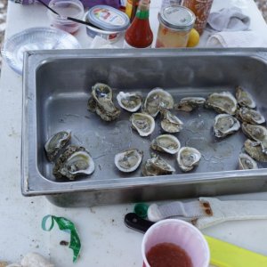 Oysters