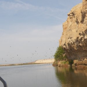 There were more cliff swallows here than on the basalt cliffs.  Huge colonies that would swarm out like bees.