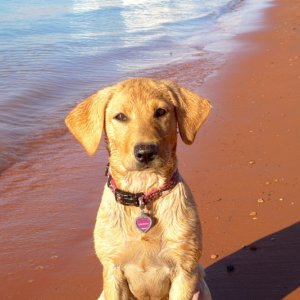 Our Lab Dori at Lake Powell 2012