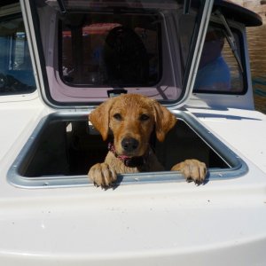 Media 'Dori' in album 'Our Lab Dori at Lake Powell 2012'