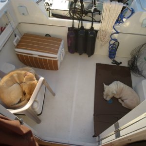 Guard dogs