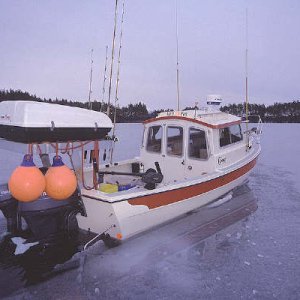 Red Fox breaking Ice