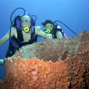 Large barrel sponge.