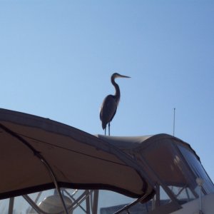 Welcome party at Marna at Blue Water Bay, Niceville, FL