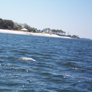 Media 'Back in Alabama' in album 'Departing Orange Beach, AL'