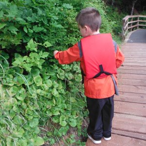 Picking Alaskan Blueberries along the board walk in Elfin Cove