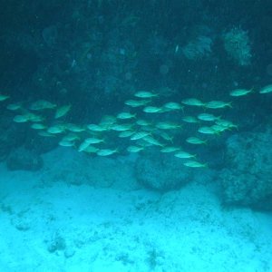 School of yellow fish near a ledge in 45' of water