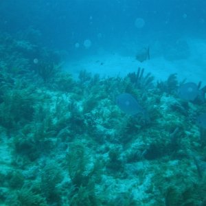 Underwater ledge in JP state park in Key Largo. Diving is fun.