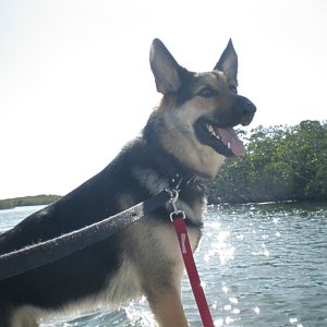 Media 'We had an enjoyable ride back into the JP state park in through the salt water mangroves' in album 'The C-Dory makes a great scuba dive boat at John Pennekamp State Park in Key Largo, Florida'
