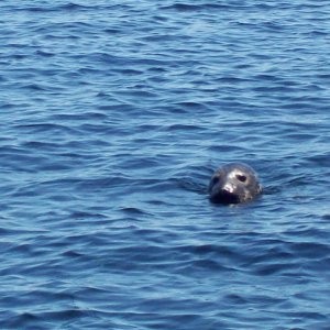 Seal 1