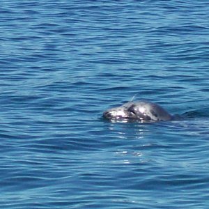 Seal 2