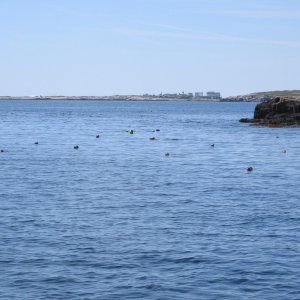 Surrounded by Seals!