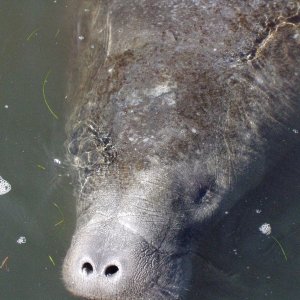 Media 'Another Friend On St. Johns River' in album 'My boat on seatrial in Washington'