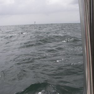I never could get a great photo of the dolphins jumping. Too much camera delay. Christopher did, though. I'll get those on soon.