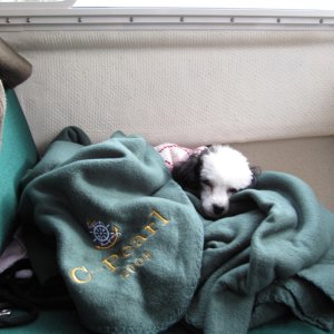Panda enjoying her new blanket from Brenda on Gypsy