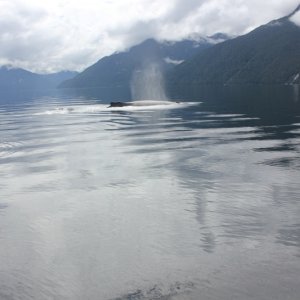 Portland Pudgy meet Humpback Whale