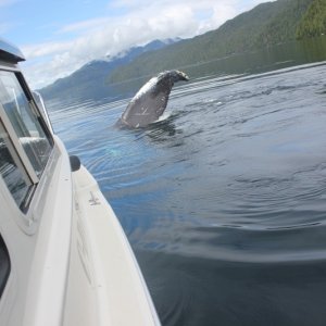 Humpback just wanted to say hello