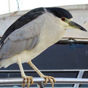 Black crowned Night Heron, Nycticorax nycticorax