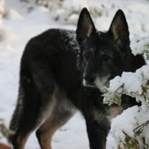 Shadow in snow
