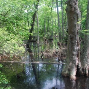 Media 'Bald Cypress Trail within Seashore State Park' in album 'Bald Cypress Trail within Seashore State Park'