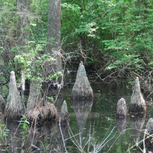 Media 'DSC 0027 0529 1240' in album 'Bald Cypress Trail within Seashore State Park'