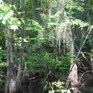 Media 'DSC 0028 0529 1241' in album 'Bald Cypress Trail within Seashore State Park'