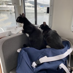 Media 'boat cats' in album 'boat cats'