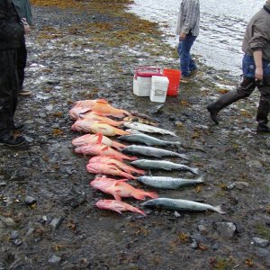 A few fish