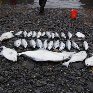 A few more fish