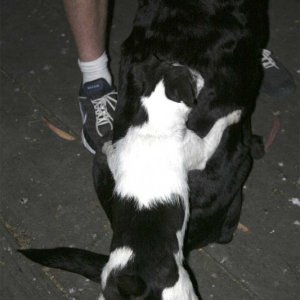 Ron's (Islander)dog Jenna, found a persistantly amourous friend.
