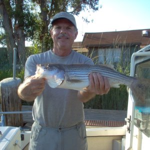 (Cygnet) Swanny's striper--hook 'em and cook 'em
