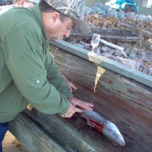 (Cygnet) Our host at the duck club, John (dinner belle II) fillets fish